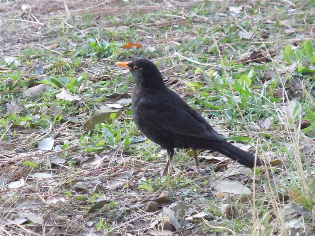 Merlo - Turdus merula